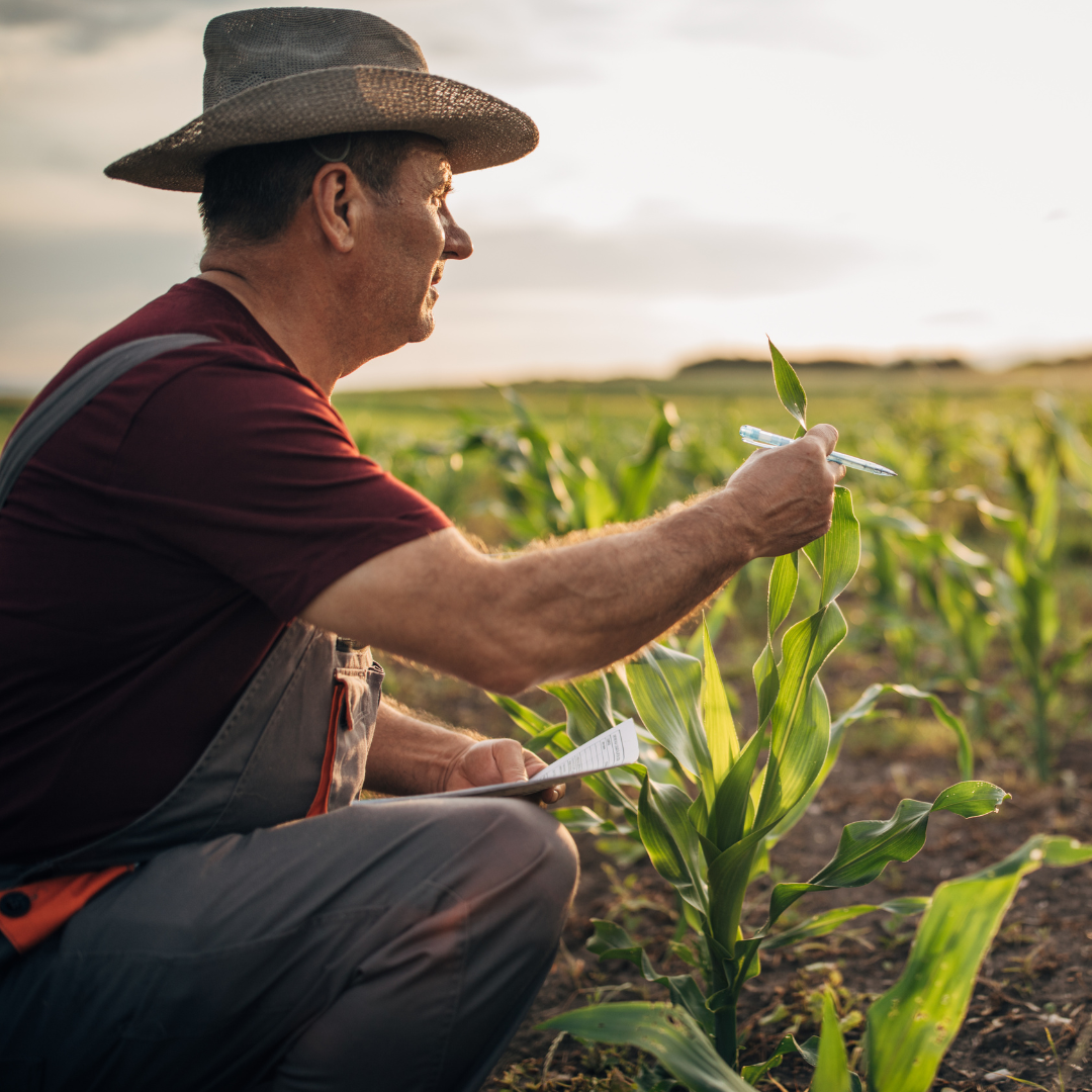 Seguro agrícola daño directo y ajuste por planta