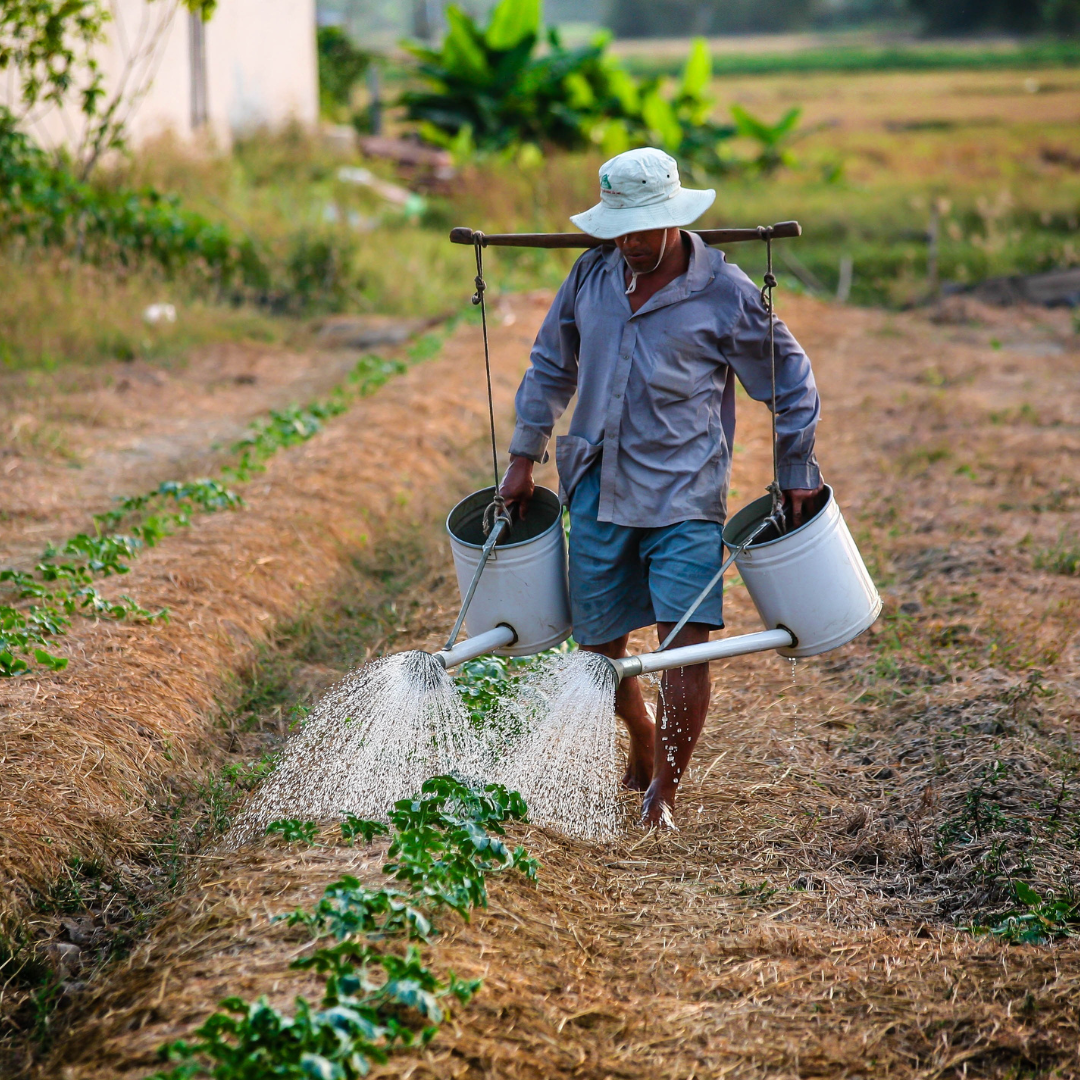 Seguro agrícola de rendimiento y ajuste en cosecha