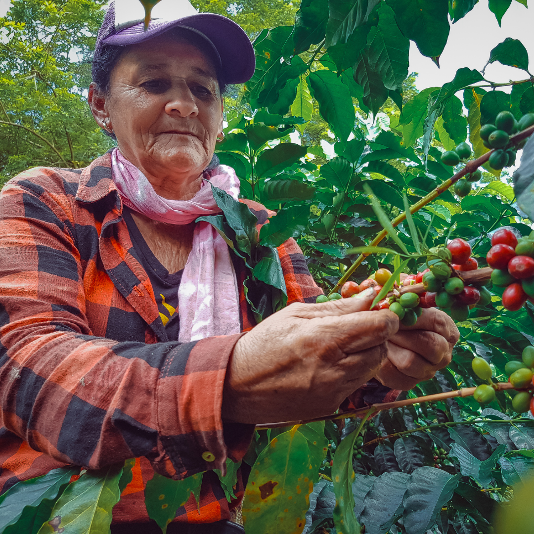 Seguro café seguro